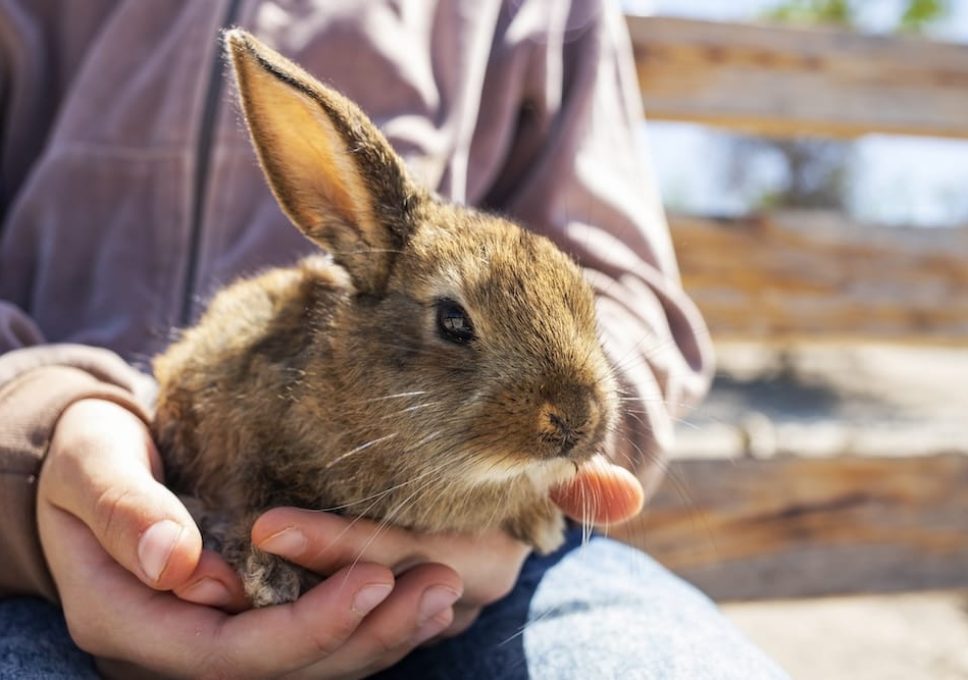 Desert Wildlife Center