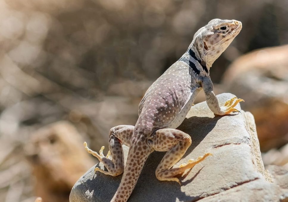 Desert Wildlife Center