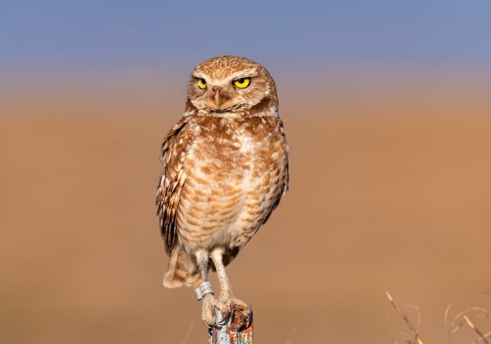 Desert Wildlife Center